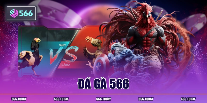 Đá gà 566