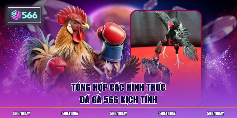 Tổng hợp các hình thức đá gà 566 kịch tính